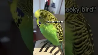 Budgie talking nonstop! [Captioned]