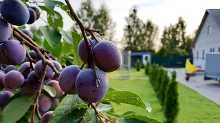 Наш сад. Правильная посадка сливы весной.