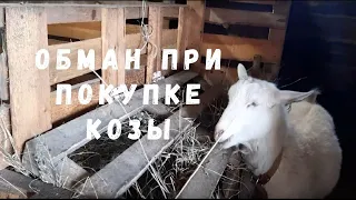 Обман при покупке козы