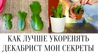 ✅КАК ЛУЧШЕ УКОРЕНЯТЬ ДЕКАБРИСТ МОИ СЕКРЕТЫ /КАК ПРИЖИЛИСЬ ЧЕРЕНКИ ДЕКАБРИСТА (ШЛЮМБЕРГЕРА УСЕЧЕННАЯ)