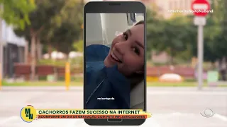 Um dia com Gudan e Blant: confira a rotina dos cães influenciadores que fazem sucesso na web