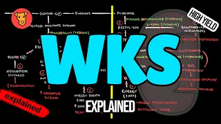 WERNICKE-KORSAKOFF SYNDROME Pathogenesis Clinical symptoms Treatment