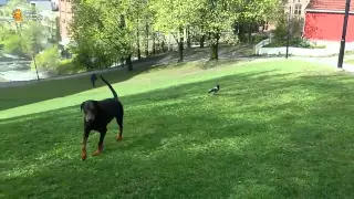 ► Смелая ворона напала на собаку!