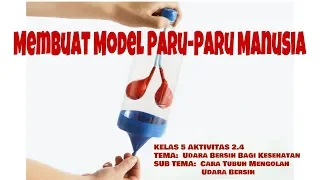 KELAS 5 AKTIVITAS 2.4 Membuat Model Paru-Paru Manusia