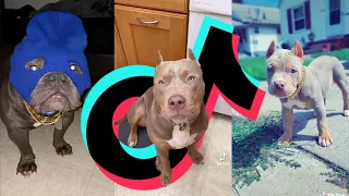 American Bully TikTok Compilation | Dogs of TikTok