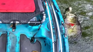 GIANT BASS SHAKES OFF DEPS 250