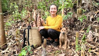 Harvesting giant bamboo shoots and bring it to the market to sell | Ly Thi Tam
