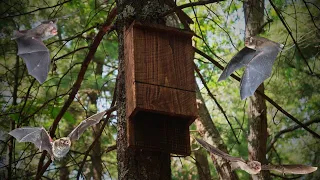 A Simple But Effective Bat House Build