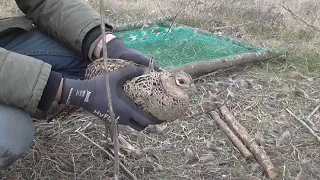 Охота БЕЗ ружья на фазана ловушками! ловушка на фазана. Как поймать фазана живым в ловушку