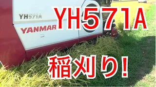 ヤンマーYH571Aコンバインの稲刈り【農業徳島】