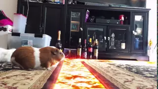 Guinea pigs jumping over the lava