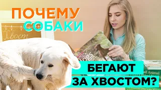 Почему собаки бегают за хвостом?