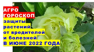 Агрогороскоп защиты растений от вредителей и болезней в июне 2022 года