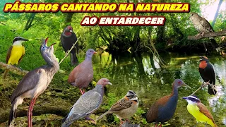 Aves Cantando Na "NATUREZA AO ENTARDECER" - Pássaros Fazendo Alvorada a Beira De Um Rio Na Floresta