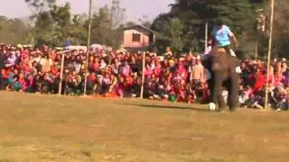 Elephants compete in football tournament