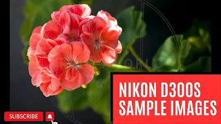 Nikon D300s: What Can This Camera Really Do?