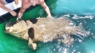 Amazing Deep Hole Fishing - How To Fishing With Deep Hole - Hand Fishing Goliath Grouper