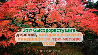 Эти быстро растущие деревья, изменят ландшафт за три четыре года.🌼🌺😊