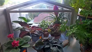 комнатные растения в октябре (2018 год)