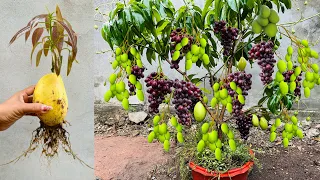 Great Technique For Grafting Mango Fruit With Grapes Using Aloe Vera and egg, how to grow mango tree