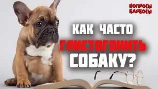 как часто глистогонить (глистовать) собаку?