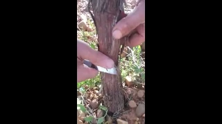 Injertos de uva Albarín