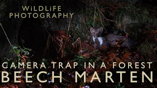 Camera trapping - Part 2 - Setting the DSLR Camera Trap to photograph a Beech Marten at night