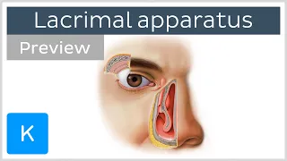 Lacrimal apparatus: gland, canaliculi, duct and other structures (preview) - Human anatomy | Kenhub