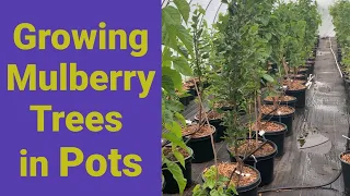 Growing Mulberry Trees in Pots