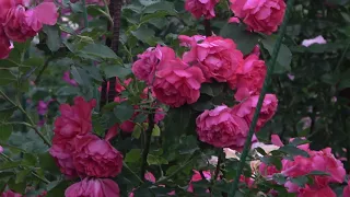 Как перезимовали наши розы. Первоочередные работы в розовом саду