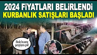 2024 Kurbanlık Fiyatları belirlendi, satışlar başladı! VERA Büyükbaş Besi Çiftliği / Ankara Altındağ