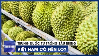 Trung Quốc tự trồng sầu riêng, Việt Nam có nên lo | Chuyển động kinh tế