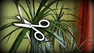 How to properly cut an adult DRACENA - part 1