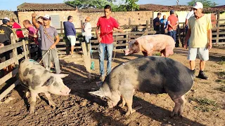 SUÍNOS DE R$ 7,00 O Kg EM CARUARU-PE, ALÉM DE CAPRINOS E OVINOS  23-04-2024  #nordeste