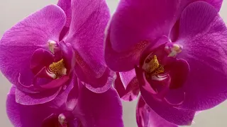 Огляд квітучих фаленопсисів у лютому 2024 року.Очередний полив орхідей.