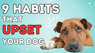 9 Habits that Upset Your Dog