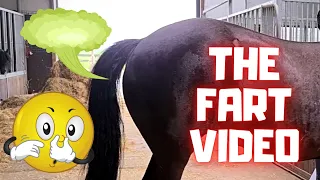 Funny horse fart video!! April Fools' Day🙃 Friesian Horses.