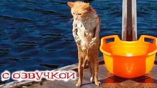 Funny Animal Videos 2023 - Funniest Dogs and Cats Videos #63