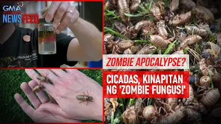 Zombie apocalypse? – Cicadas, kinapitan ng 'zombie fungus!' | GMA Integrated Newsfeed