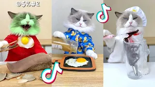 That Little Puff | Cats Make Food 😻 | Kitty God & Others | TikTok 2024 Pt.93