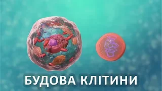 Будова клітини [Nucleus Medical Media]