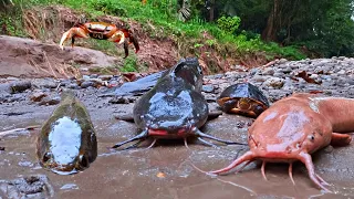 Menemukan Ikan Lele Besar di Sungai, Ikan Gabus, Ikan Cupang, Kepiting, Sidat, Belut, Kura-kura