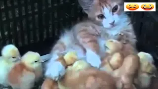 Cats Adopting Baby Birds Compilation 2016