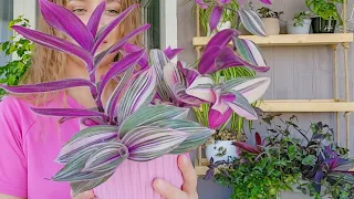 🟣🟢 ВСЕГО 15 МИНУТ и ТРАДЕСКАНЦИЯ КАК НОВАЯ/ До и После/ Tradescantia Pink Furry