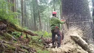 Amazing Skill, Cutting Big Tree With Chainsaw, You Should Look to See How Big Trees Are Felled