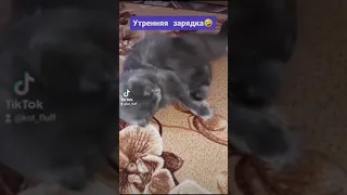 Кот делает утреннюю зарядку🤣