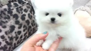 Micro teacup Pomeranian puppies for sale