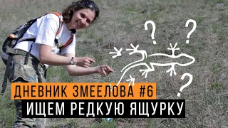 В поисках РЕДКОЙ ящурки -  Дневник змеелова #6 / Змеелов - ученый