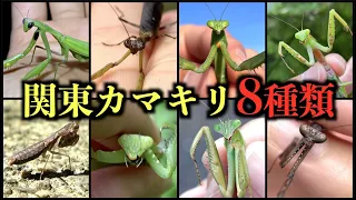 Catch all types of Japanese Mantis