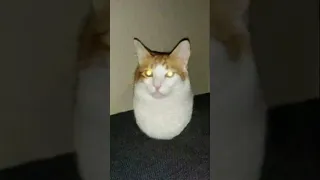 Смешные Коты 😂 Часть 3 Смешные животные - Приколы с животными #shorts #cats